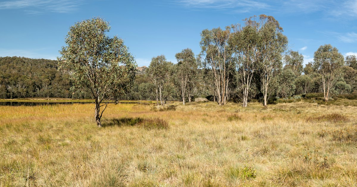 Buchan Caves, Bear Gully and Mount Buffalo camping bookings